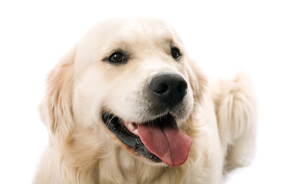 The Gold Retriever Posing In Studio.