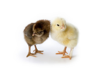 Obraz premium Couple 