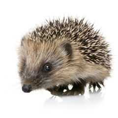 Obraz premium hedgehog (1 months)
