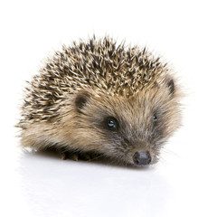 hedgehog (1 months)