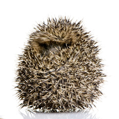 hedgehog (1 months)