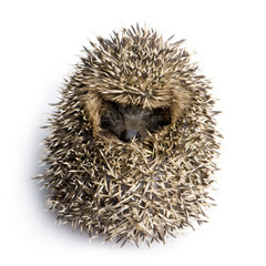 hedgehog (1 months)