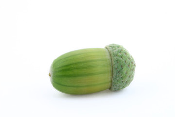 acorn (isolated)