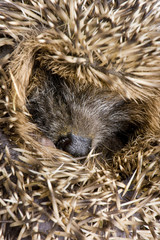 hedgehog (1 months)