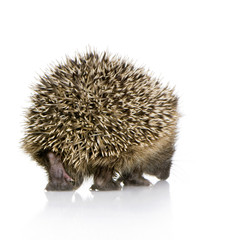 hedgehog (1 months)