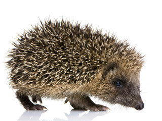 hedgehog (1 mounths)