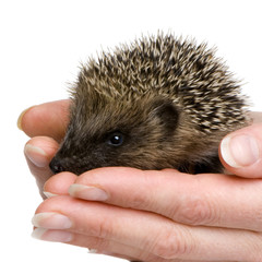 hedgehog (1 mounths)