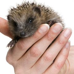 hedgehog (1 months)