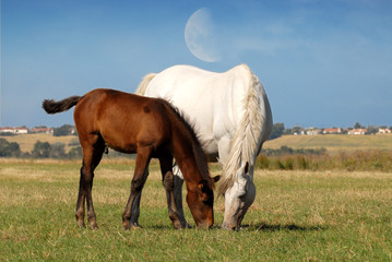Obraz premium poulain et sa mère broutant sous la lune