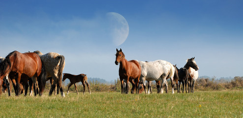 troupeau de chevaux dans une prairie - obrazy, fototapety, plakaty