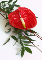 Red Anthurium flower,flamingo flower
