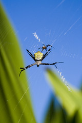 Tropical Spider