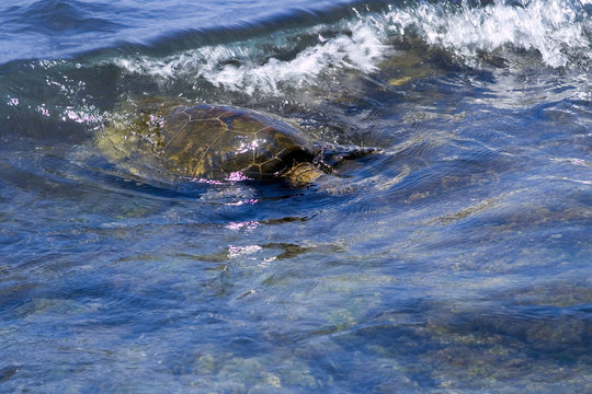 Sea Turtle