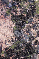 Rock with a black lichen