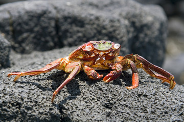 Crab