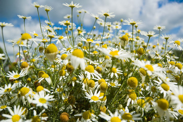 Camomiles