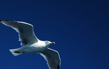 sea-gulf
