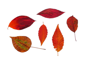 Six colorful autumn leaves, isolated on white