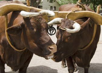 Ox adn Yoke