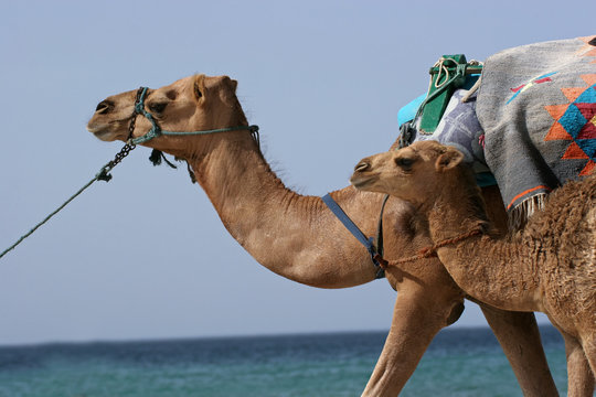 Camel at the beach