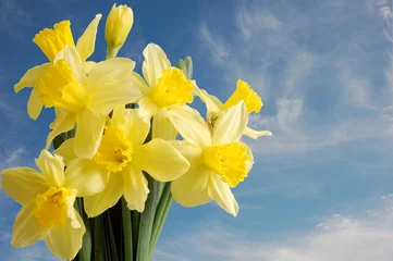 Crédence de cuisine en verre imprimé Narcisse Daffodils against blue sky