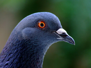 Blue pigeon bird portrait © tacsi