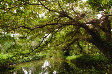 Fototapeta premium swamp