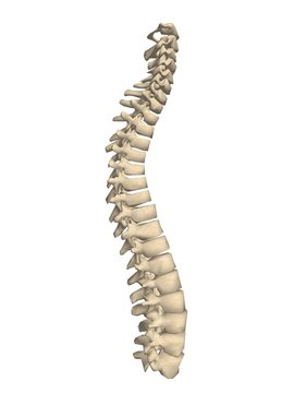 Spinal Column