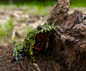 Far-eastern Fire-bellied Toad 4