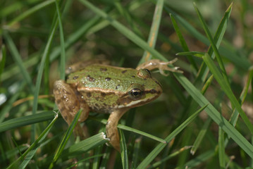 kleiner Frosch