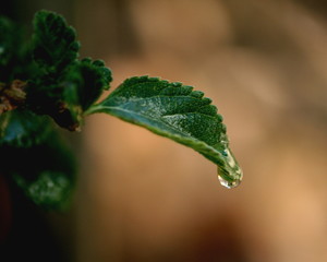 einsames Blatt mit Tropfen