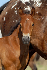petit poulain bai &agrave; c&ocirc;t&eacute; de sa m&egrave;re