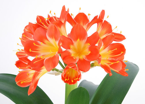 Clivia Bilder Durchsuchen 2,016 Archivfotos, und