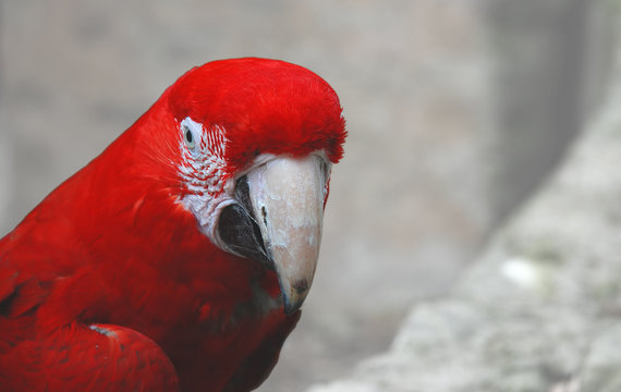 Red Macaw w/ path