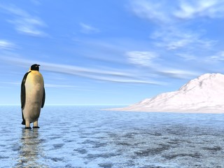 Obraz premium Penguin