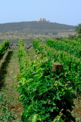 vigneto alle pendici del castello