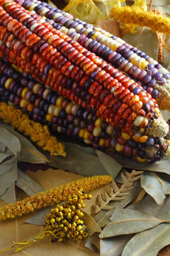 Indian Corn (vertical)
