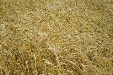 Wheat field