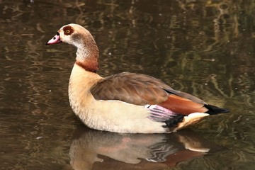 An Egyption Goose