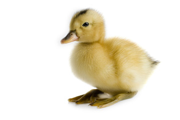 Little Duckling