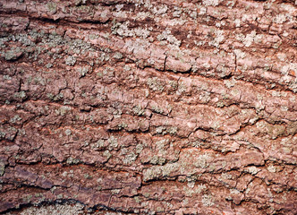 The cork
