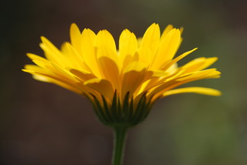 Obraz premium gelbe Blume