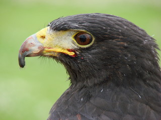 Obraz premium Harris Hawk (parabuteo unicinctus) Close-Up w/blood on beak