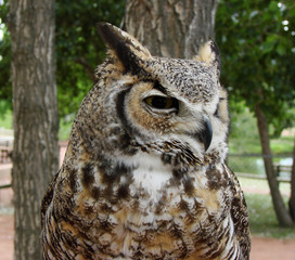 Great Horned Owl (