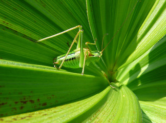 Green leaves with locust