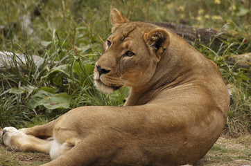 African lioness portrait 1
