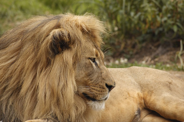 African lion portrait 5