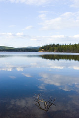 Forest and lake landscape