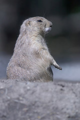 prairie dog