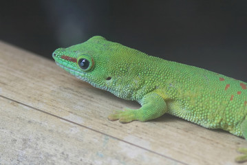 giant Madagascar day gecko